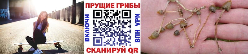 Галлюциногенные грибы прущие грибы  Большой Камень 